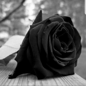 Meet your Posher, Diego